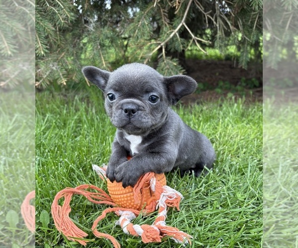 Medium Photo #1 French Bulldog Puppy For Sale in MIDDLEBURY, IN, USA