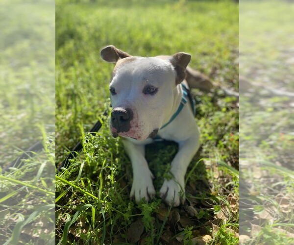 Medium Photo #2 Mutt Puppy For Sale in Salinas, CA, USA