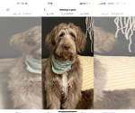 Small Photo #1 Bernedoodle-Labradoodle Mix Puppy For Sale in HARRISBURG, IL, USA