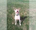 Small #1 American Pit Bull Terrier Mix