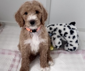 Medium Goldendoodle