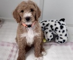 Puppy Puppy 3 Goldendoodle