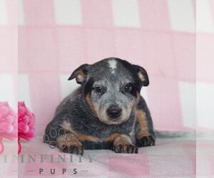 Australian Cattle Dog Puppy for sale in ATGLEN, PA, USA