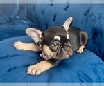 Small #4 French Bulldog