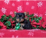 Small Photo #1 Yorkshire Terrier Puppy For Sale in LINCOLN UNIVERSITY, PA, USA