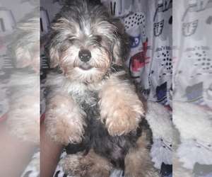 Biewer Yorkie-Poodle (Toy) Mix Puppy for sale in SHELBY, NC, USA