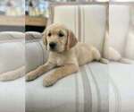 Puppy Yellow Girl Golden Retriever
