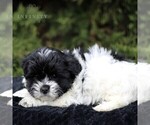 Small Photo #5 Zuchon Puppy For Sale in KINZERS, PA, USA