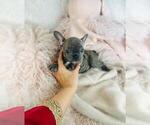 Small #5 French Bulldog