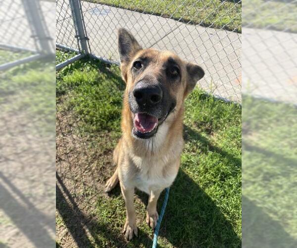 Medium Photo #2 German Shepherd Dog Puppy For Sale in Corpus Christi, TX, USA