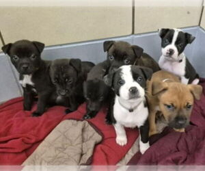 Labrador Retriever-Unknown Mix Dogs for adoption in Lakewood, CO, USA