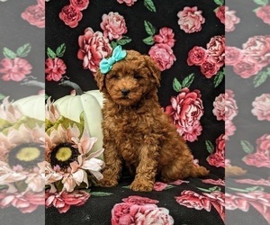 Goldendoodle (Miniature) Puppy for sale in COCHRANVILLE, PA, USA