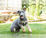 Small Photo #3 German Shepherd Dog Puppy For Sale in GOSHEN, IN, USA