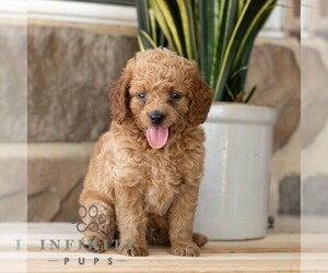Goldendoodle (Miniature) Puppy for sale in EAST EARL, PA, USA