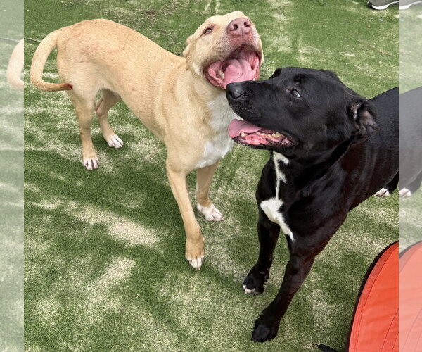 Medium Photo #8 Labrador Retriever-Unknown Mix Puppy For Sale in The Woodlands, TX, USA