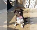 Small #10 American Pit Bull Terrier-American Staffordshire Terrier Mix