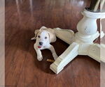 Small #2 Mutt