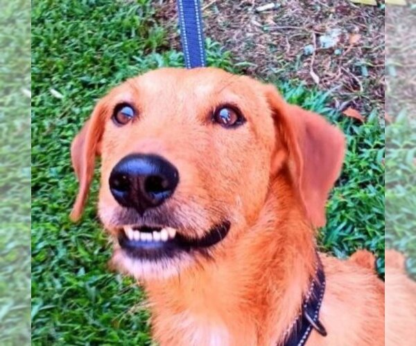 Medium Photo #2 Irish Terrier-Unknown Mix Puppy For Sale in Fairfax, VA, USA