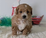 Puppy Jet Goldendoodle (Miniature)