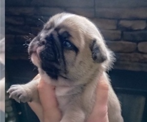 Frenchie Pug Puppy for sale in NEW WAVERLY, TX, USA