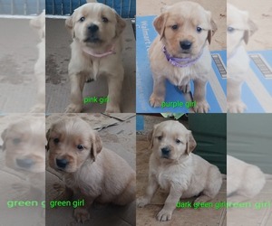Golden Retriever Puppy for sale in WAKE FOREST, NC, USA