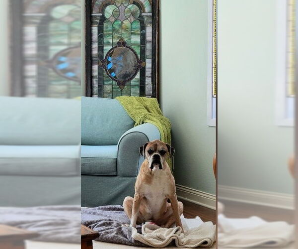 Medium Photo #4 Boxer Puppy For Sale in Burnsville, MN, USA