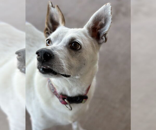 Medium Photo #4 Mutt Puppy For Sale in Queen Creek, AZ, USA