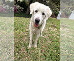 Small #10 Great Pyrenees