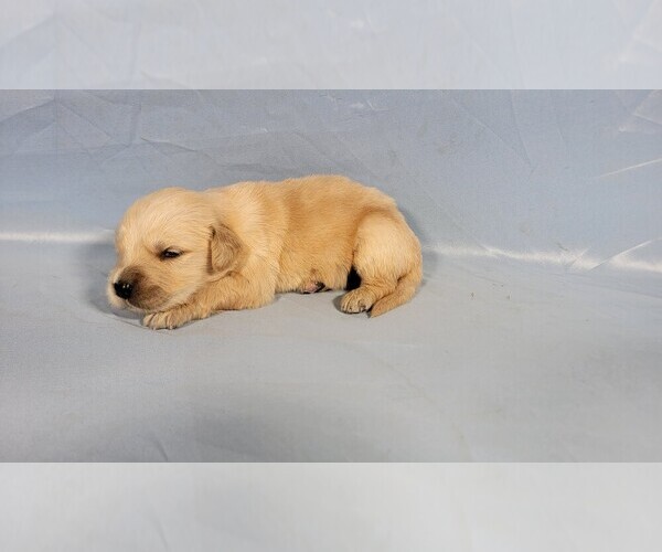Medium Photo #72 Golden Retriever Puppy For Sale in FALCON, CO, USA