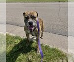 Small Photo #10 American Bulldog Puppy For Sale in Fargo, ND, USA