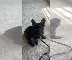 French Bulldog Puppy for sale in NEWARK, DE, USA