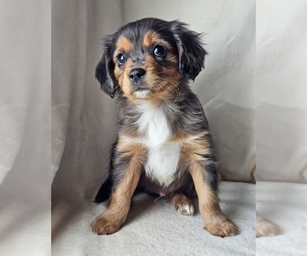 Medium Photo #5 Cavalier King Charles Spaniel-Miniature Australian Shepherd Mix Puppy For Sale in GILBERT, AZ, USA