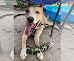 Siberian Husky Dogs for adoption in Sacramento, CA, USA