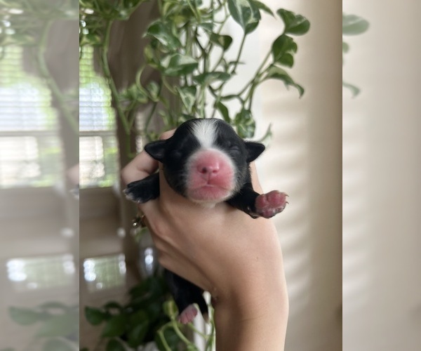 Medium Photo #1 Miniature Australian Shepherd Puppy For Sale in NORTH RICHLAND HILLS, TX, USA