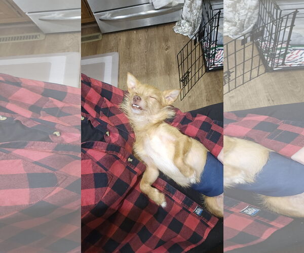 Medium Photo #3 Chihuahua-Unknown Mix Puppy For Sale in Plainfield, IL, USA