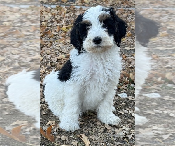 Medium Photo #13 Bernedoodle (Miniature) Puppy For Sale in LONGMONT, CO, USA