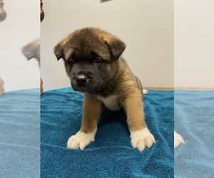 Akita Puppy for sale in HAYES, VA, USA