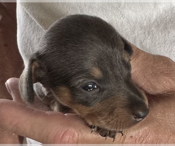 Medium Photo #3 Dachshund Puppy For Sale in COLORADO SPRINGS, CO, USA