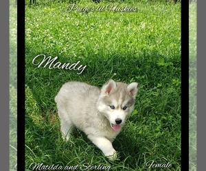 Siberian Husky Puppy for Sale in BLOOMFIELD, Indiana USA