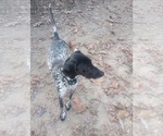 Small Photo #1 German Shorthaired Pointer Puppy For Sale in MONROEVILLE, NJ, USA