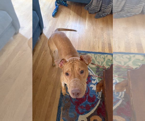 Medium Photo #4 American Staffordshire Terrier-Unknown Mix Puppy For Sale in Holly Springs, NC, USA