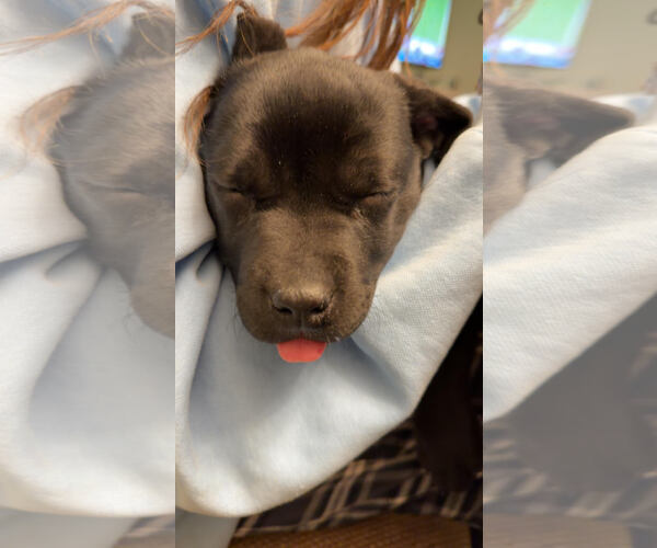 Medium Photo #3 German Shepherd Dog-Weimaraner Mix Puppy For Sale in Princeton, MN, USA