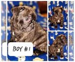 Small Photo #5 French Bulldog Puppy For Sale in N CHESTERFLD, VA, USA