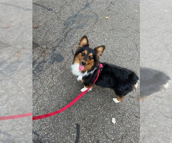 Medium Photo #1 Mutt Puppy For Sale in Aurora, IN, USA