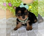 Yorkies - Female Yorkshire Terrier Puppy for Sale - Photo #3