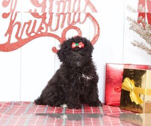 Poodle (Miniature) Puppy for sale in BEL AIR, MD, USA