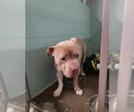 Small American Pit Bull Terrier