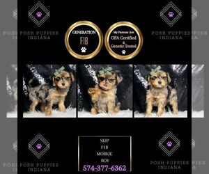 Morkie Puppy for sale in WARSAW, IN, USA