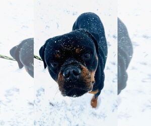 Reign Beau Bear - Male Rottweiler Dog for Adoption - Photo #2