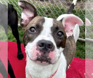 American Pit Bull Terrier-Unknown Mix Dogs for adoption in Jefferson, WI, USA